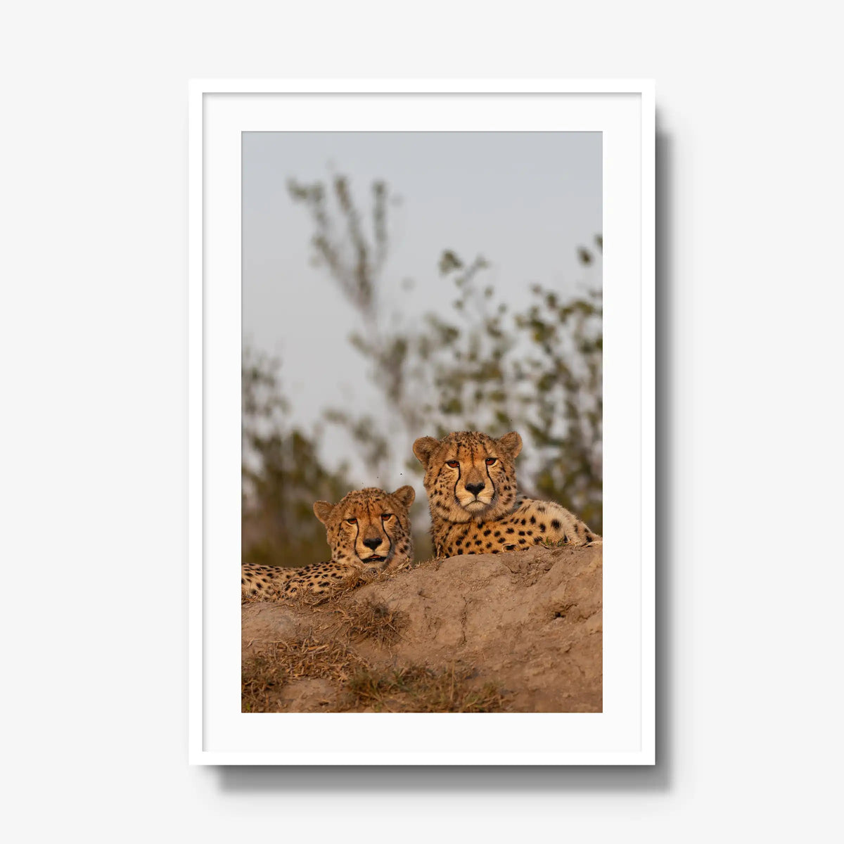 Wait — gallery / white / mat