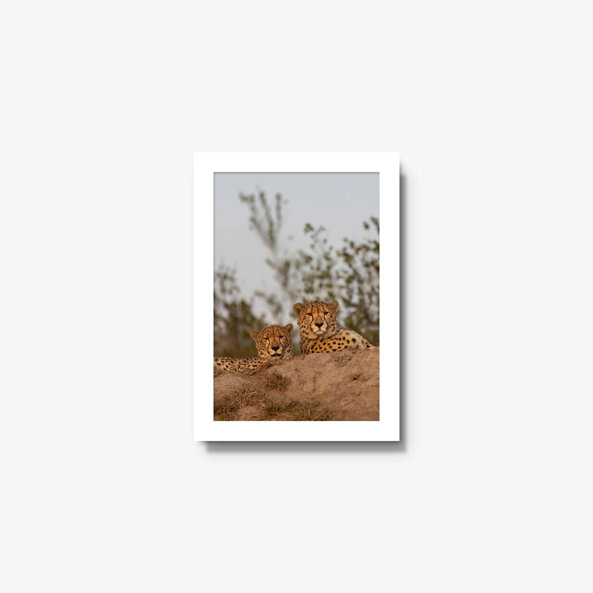 Wait — mini / white / full