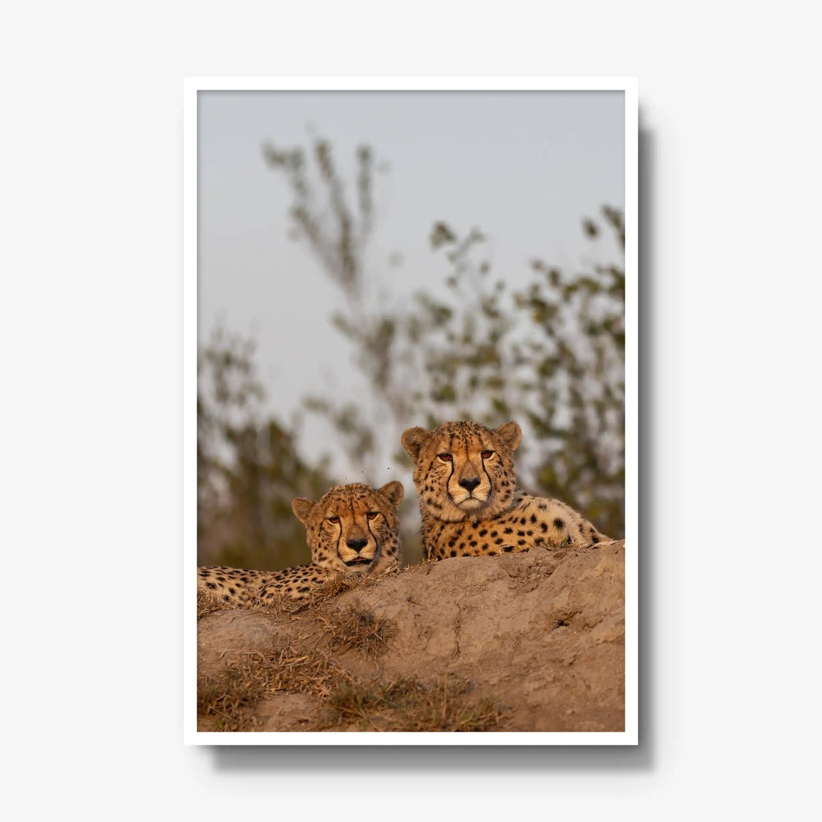 Wait — gallery / white / full