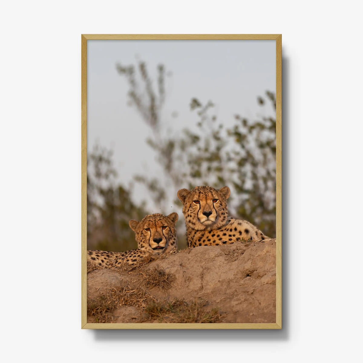 Wait — gallery / natural / full