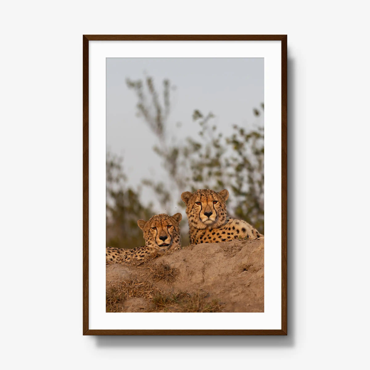 Wait — gallery / brown / mat