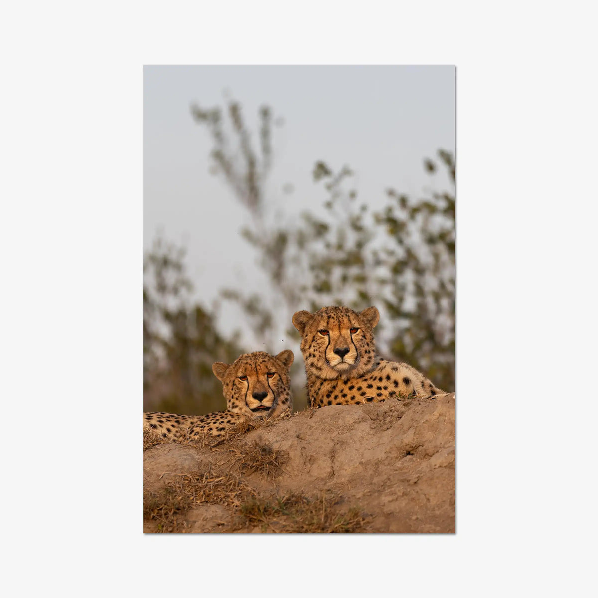 Wait — gallery / print / n/a