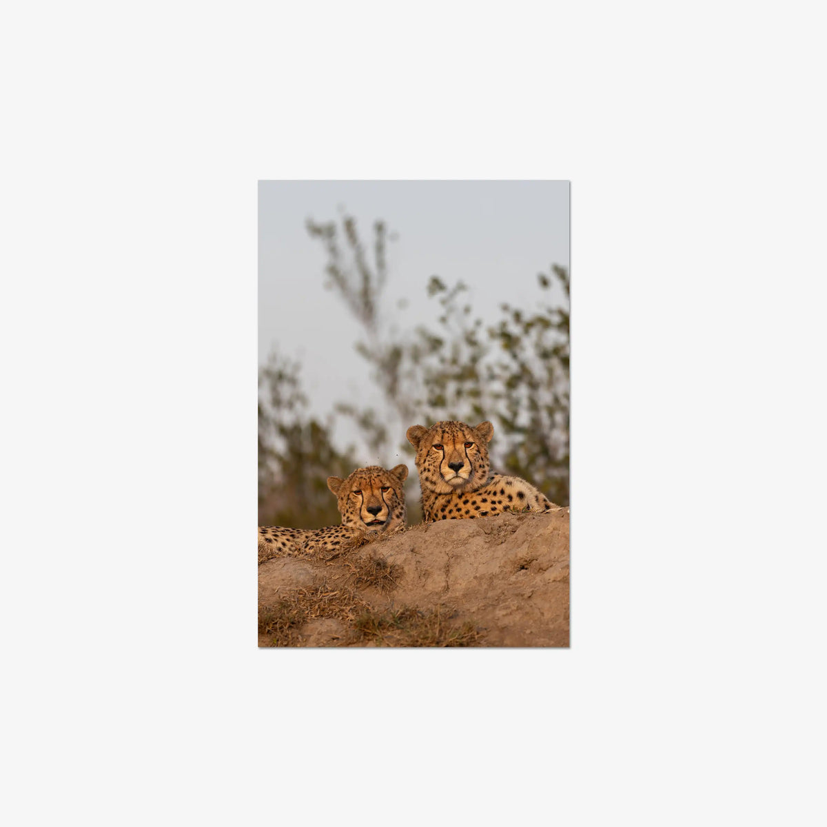 Wait — mini / digital / n/a
