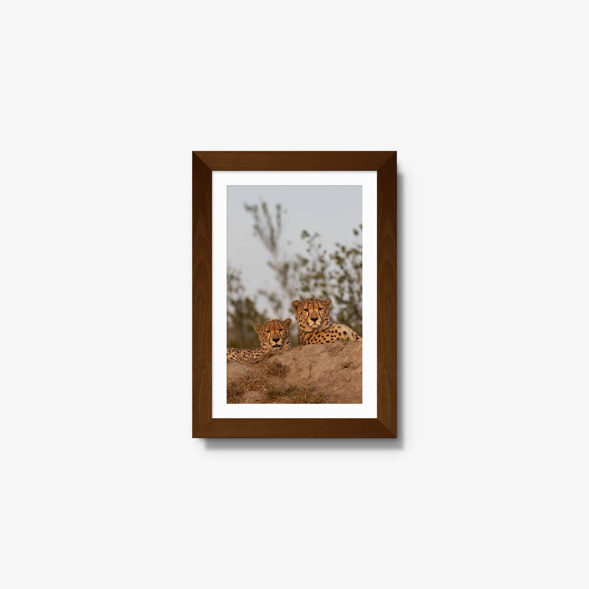 Wait — mini / brown / mat