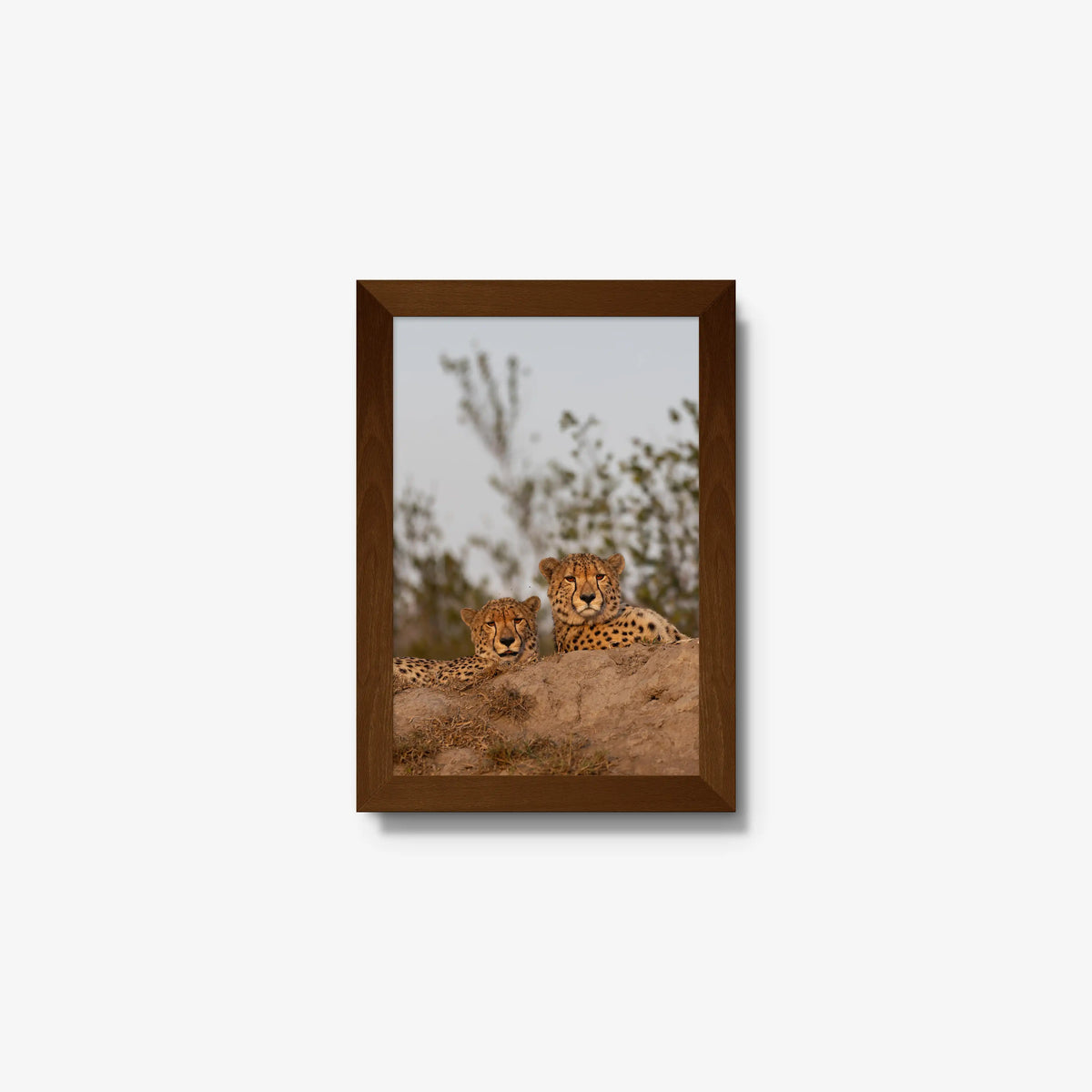 Wait — mini / brown / full