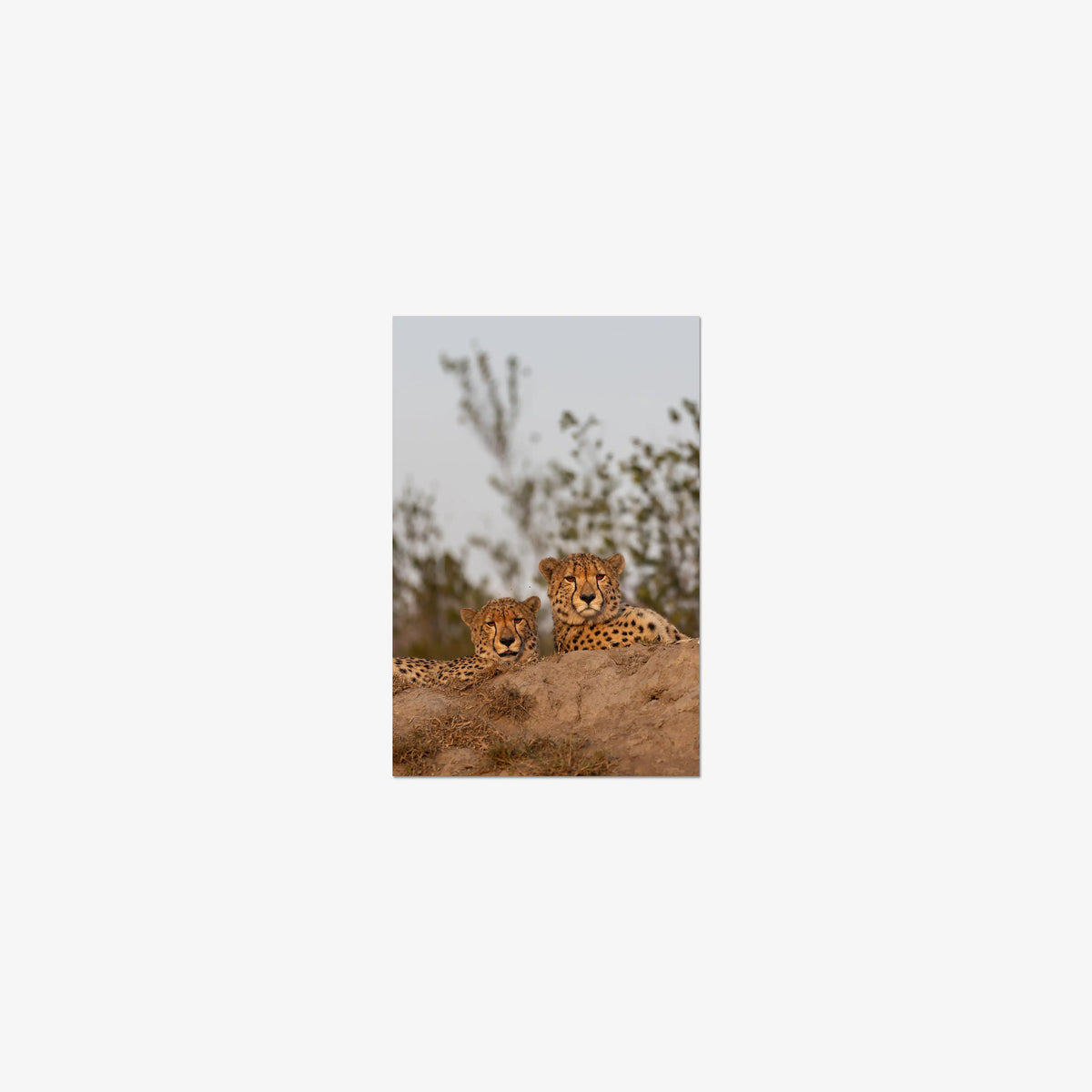 Wait — mini / print / n/a