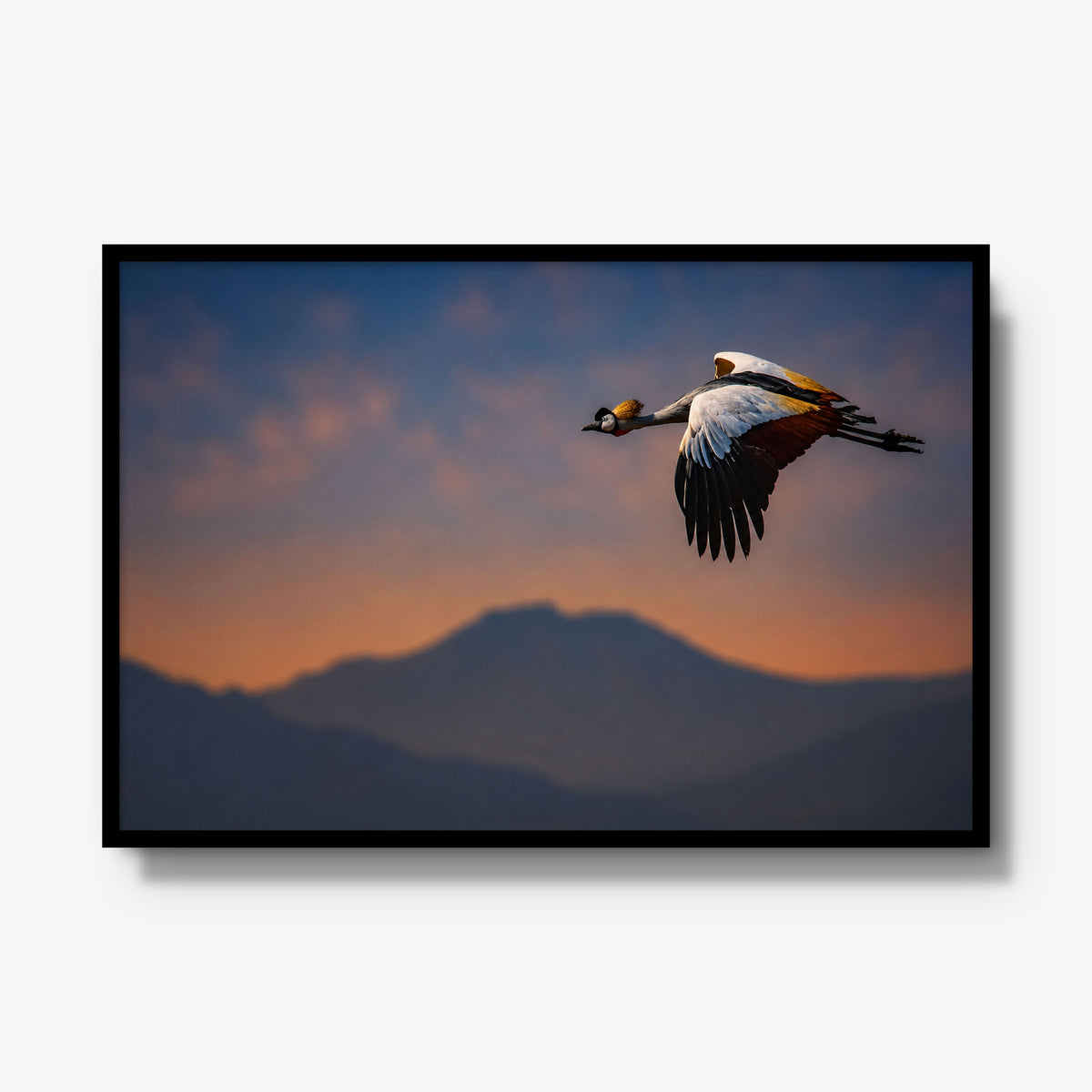 The Early Bird