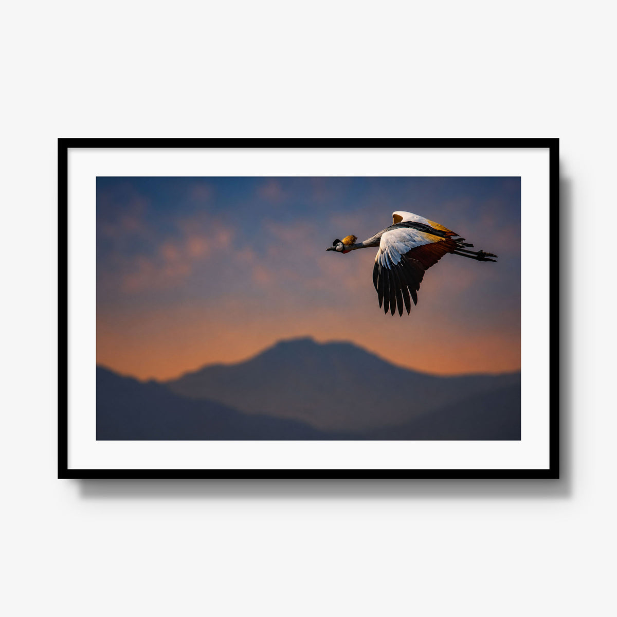 The Early Bird