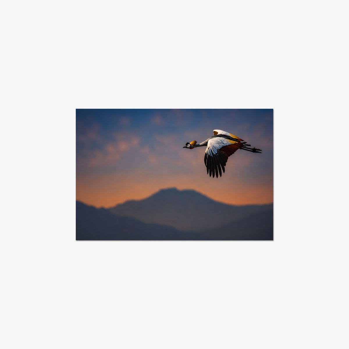 The Early Bird