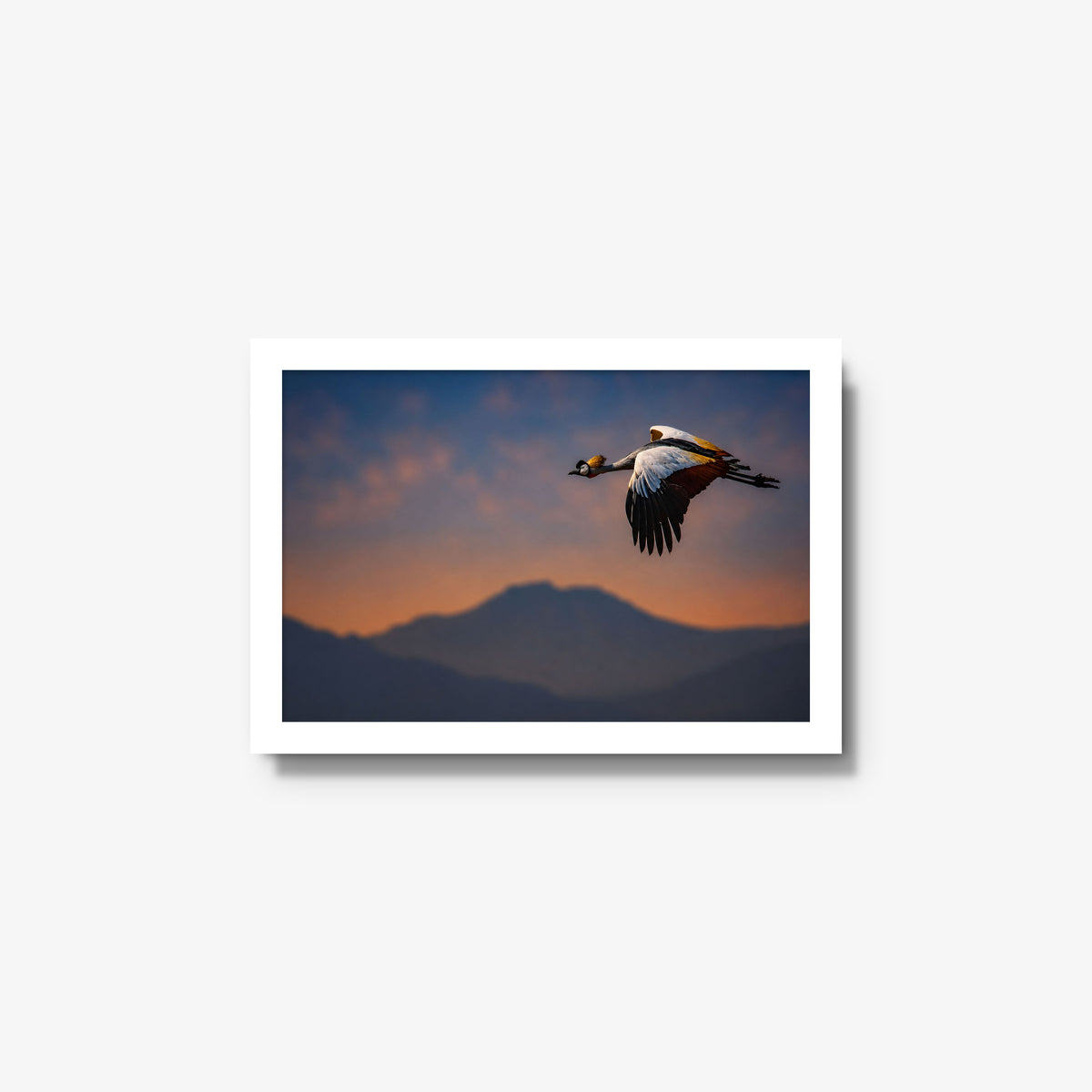 The Early Bird