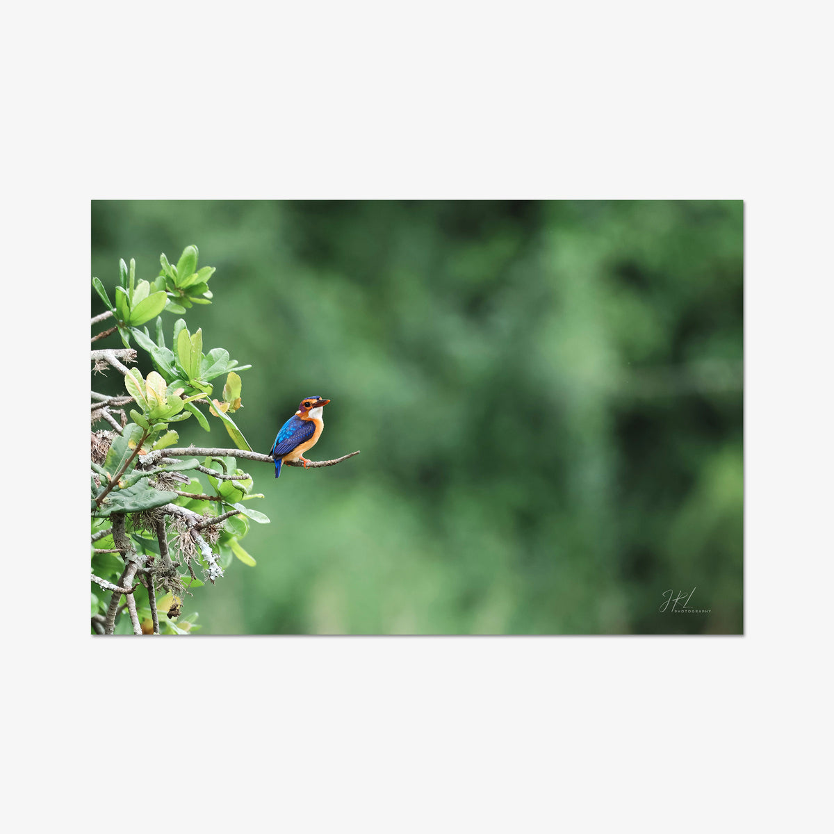 The Kingfisher