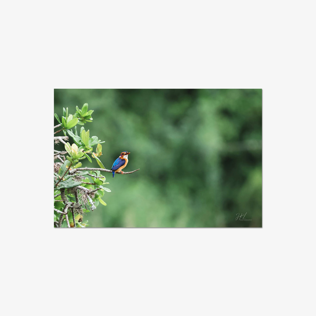 The Kingfisher