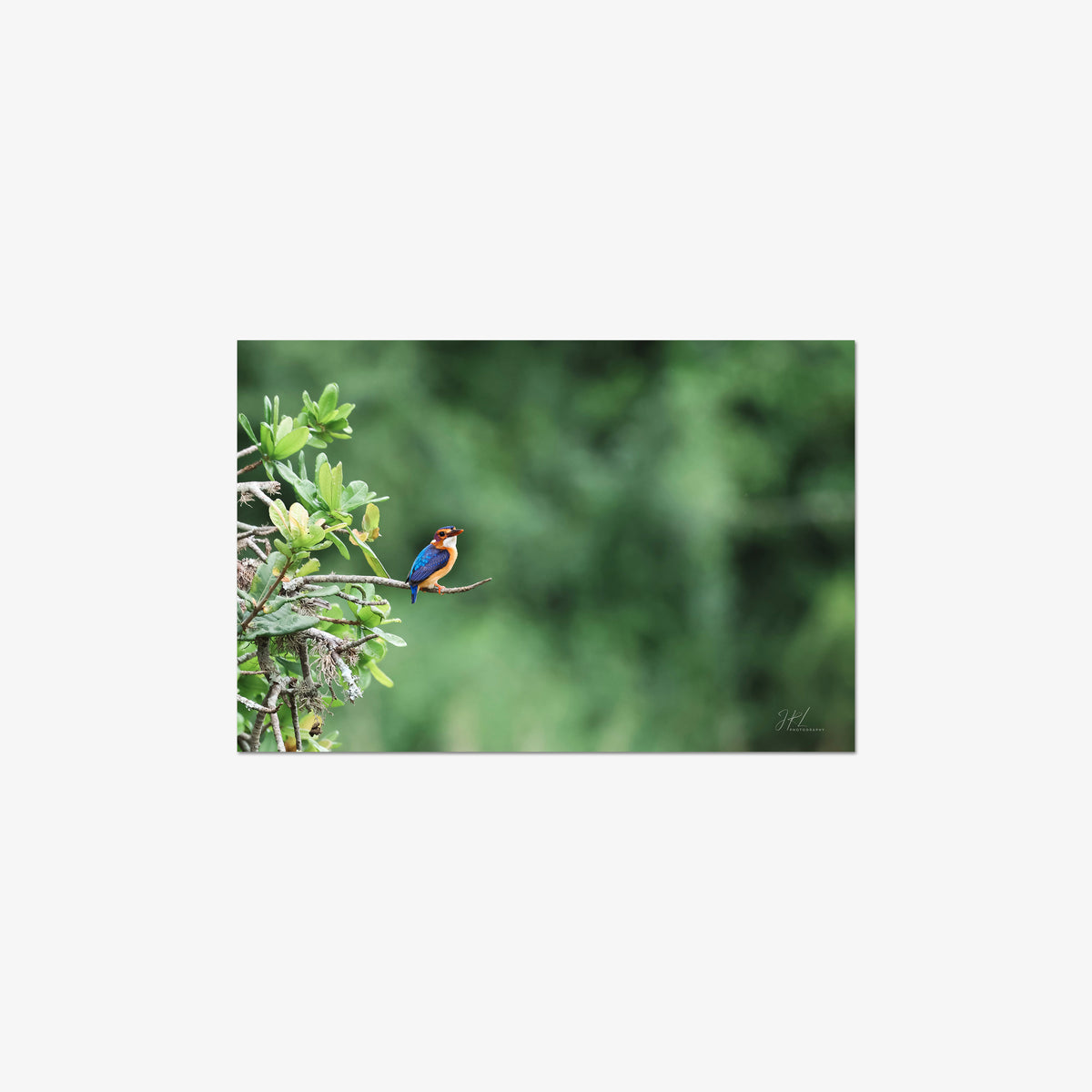 The Kingfisher