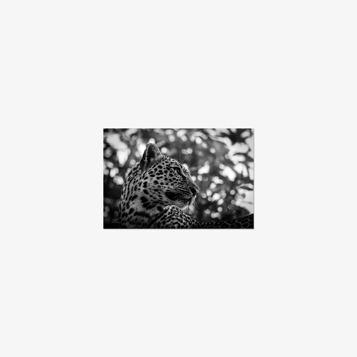 The Observer — mini / print / n/a