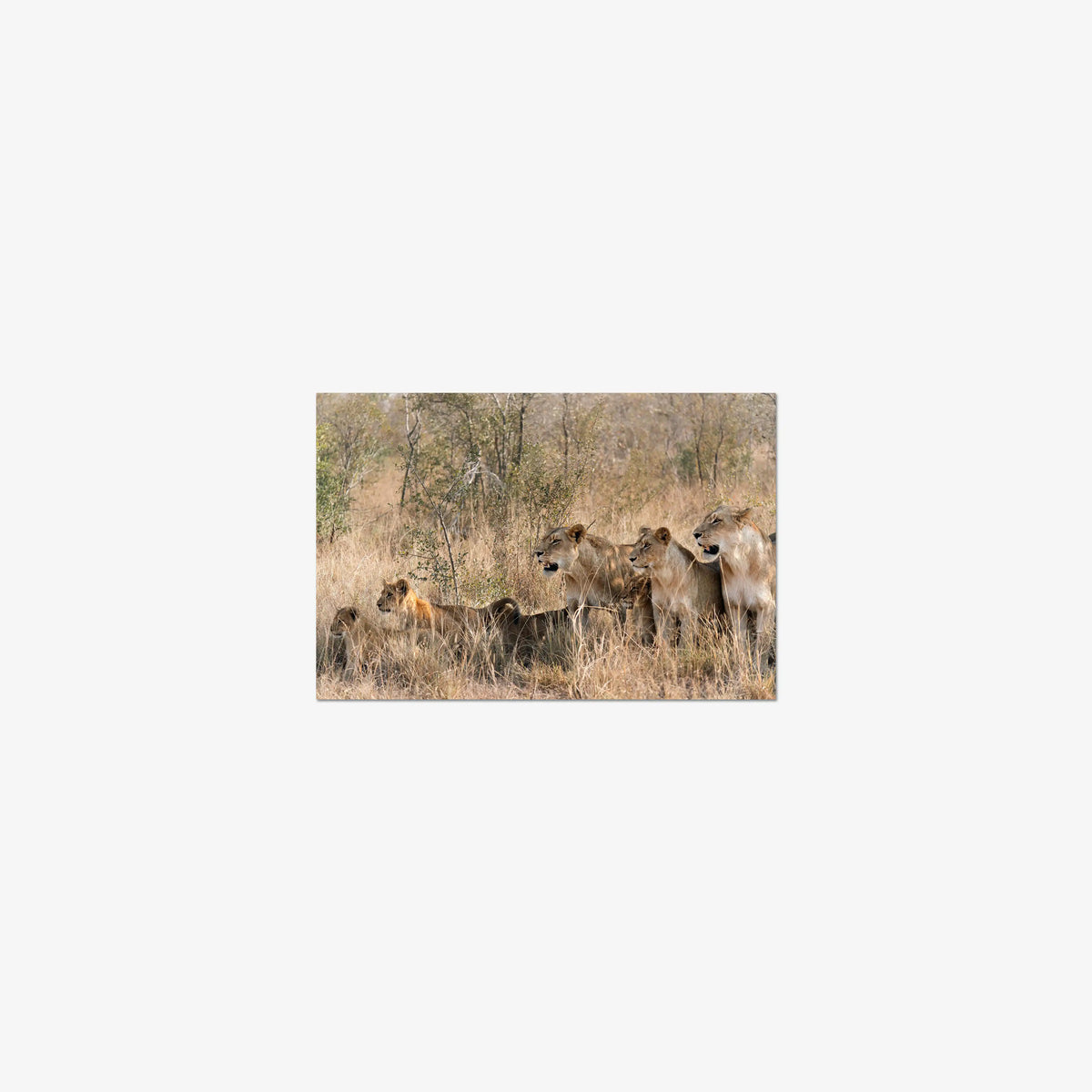 The Southern Pride — mini / print / n/a