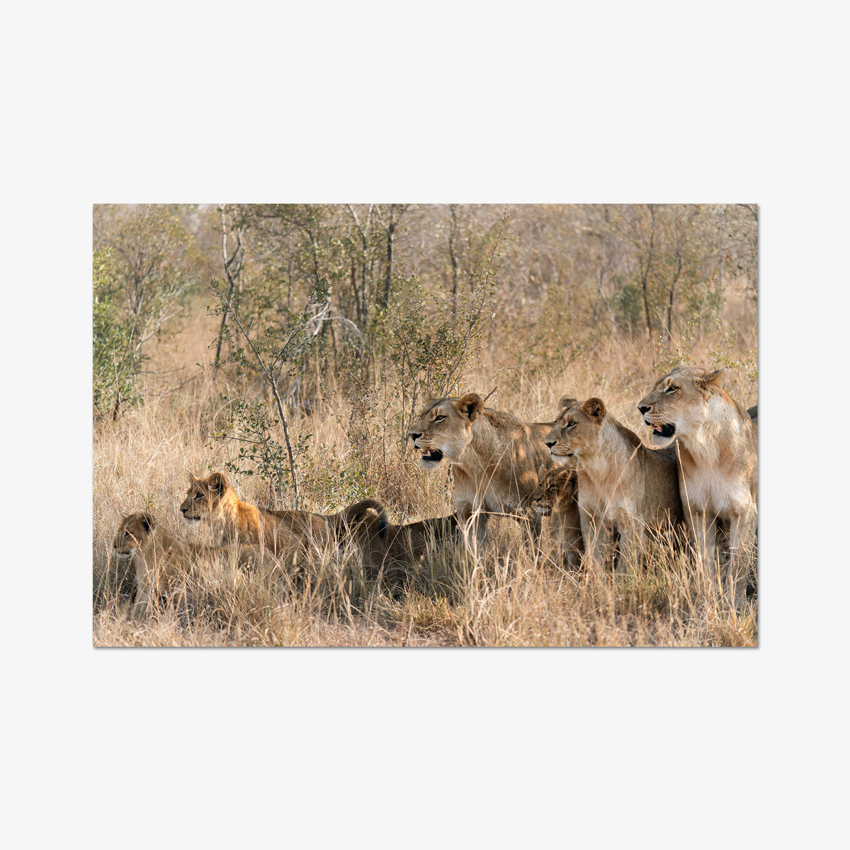 The Southern Pride