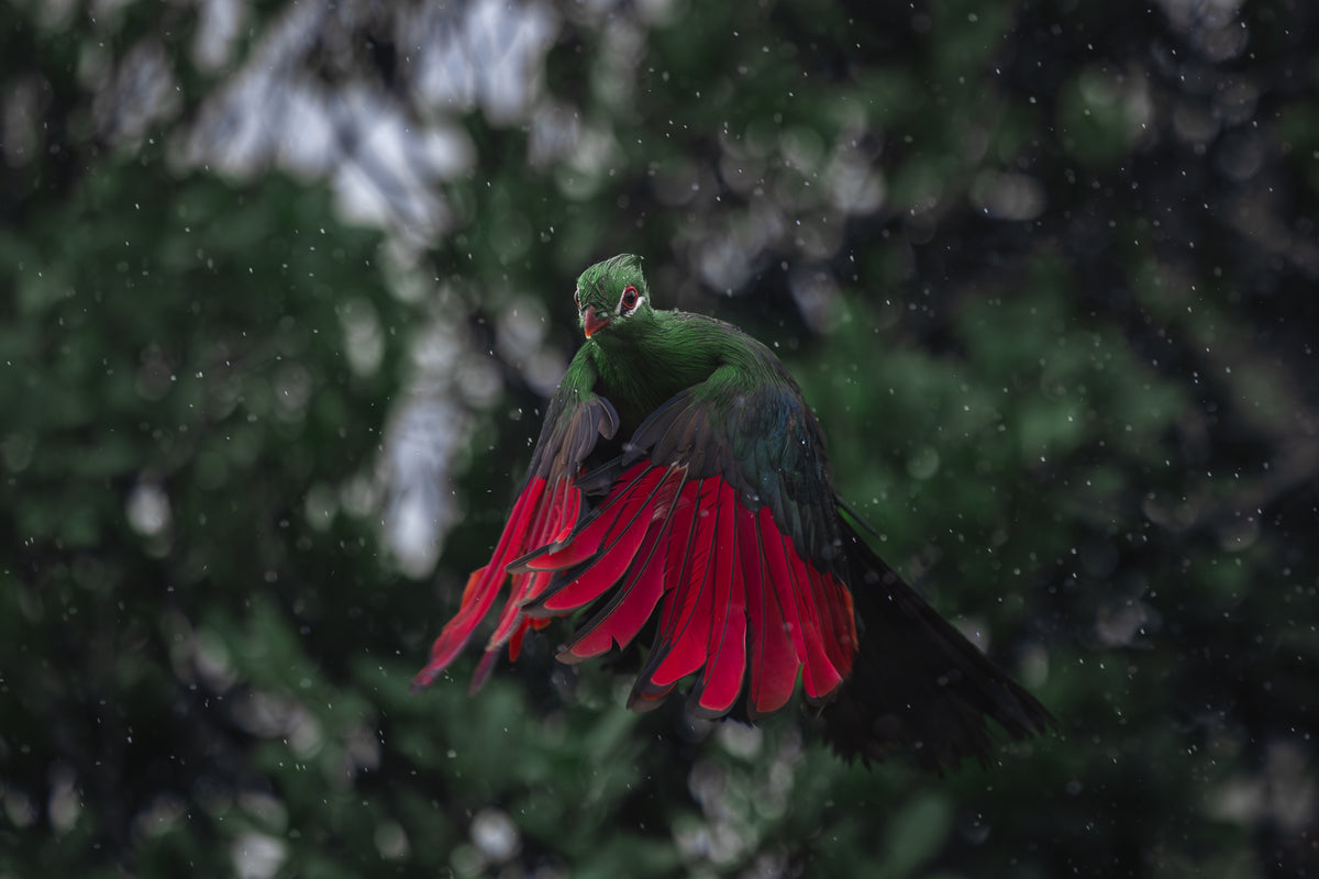 Turaco in the rain — scroll pan