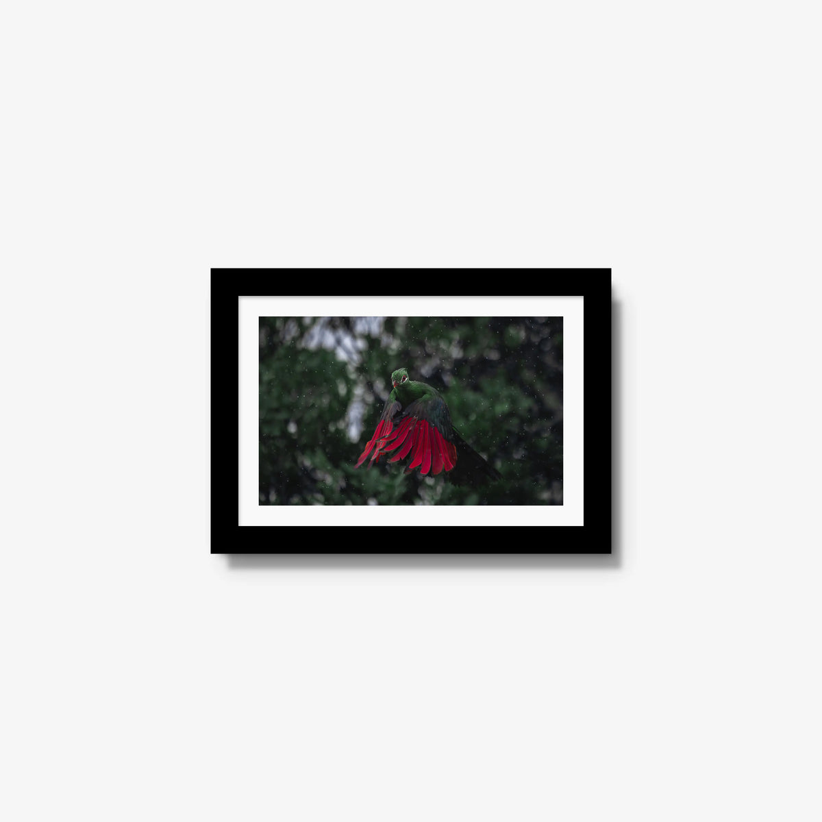 Turaco in the rain — mini / black / mat
