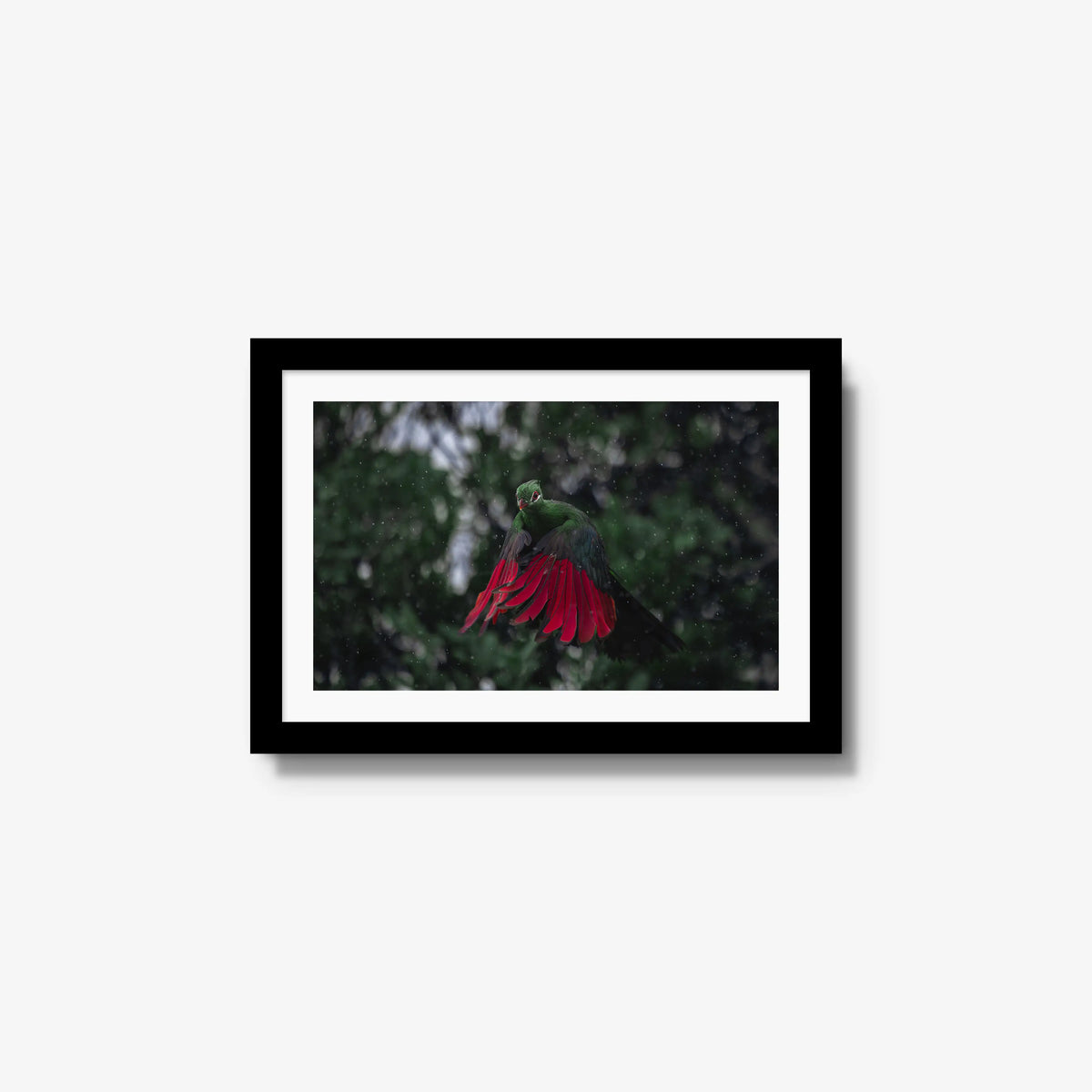 Turaco in the rain — small / black / mat