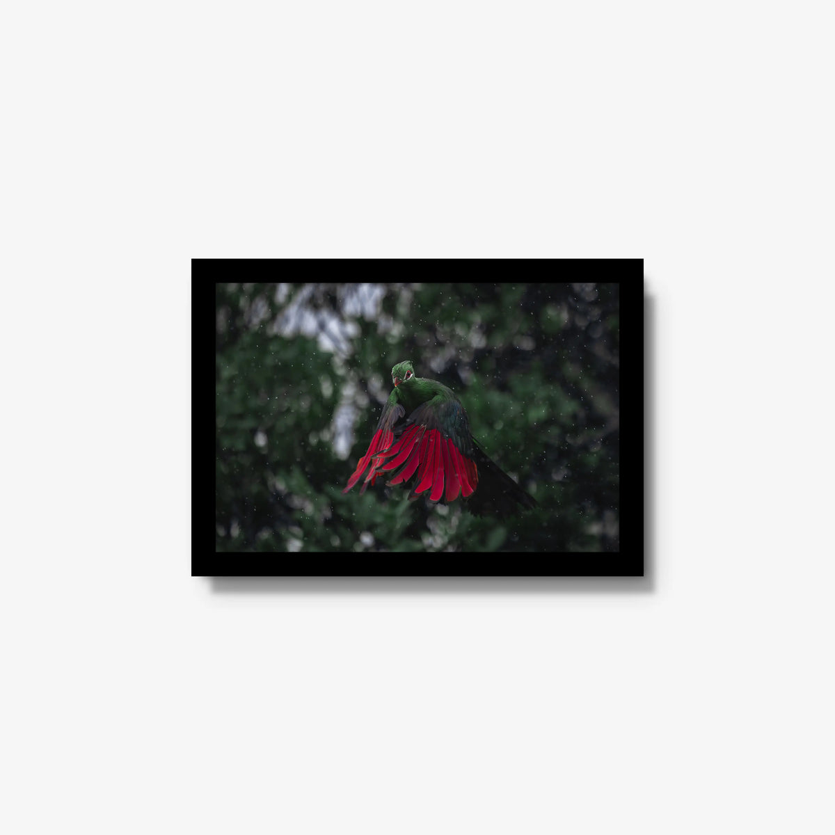 Turaco in the rain — small / black / full