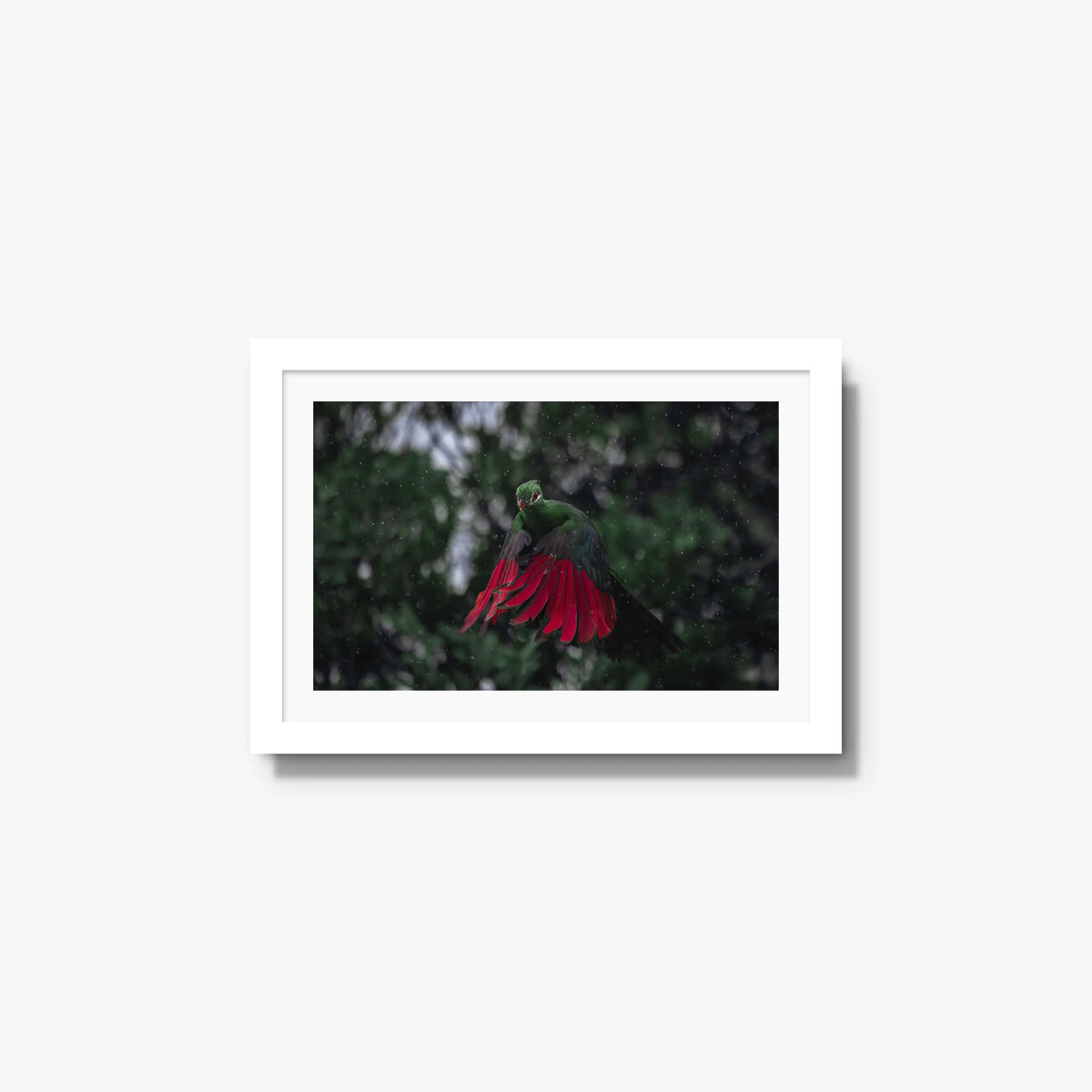 Turaco in the rain — small / white / mat