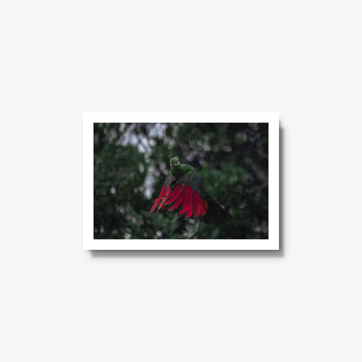 Turaco in the rain — small / white / full