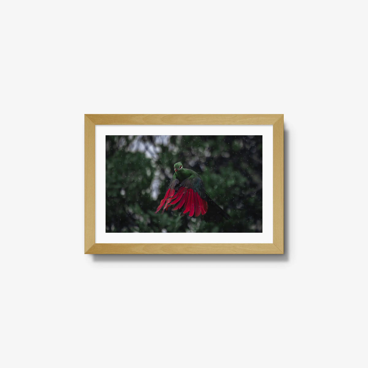Turaco in the rain — small / natural / mat