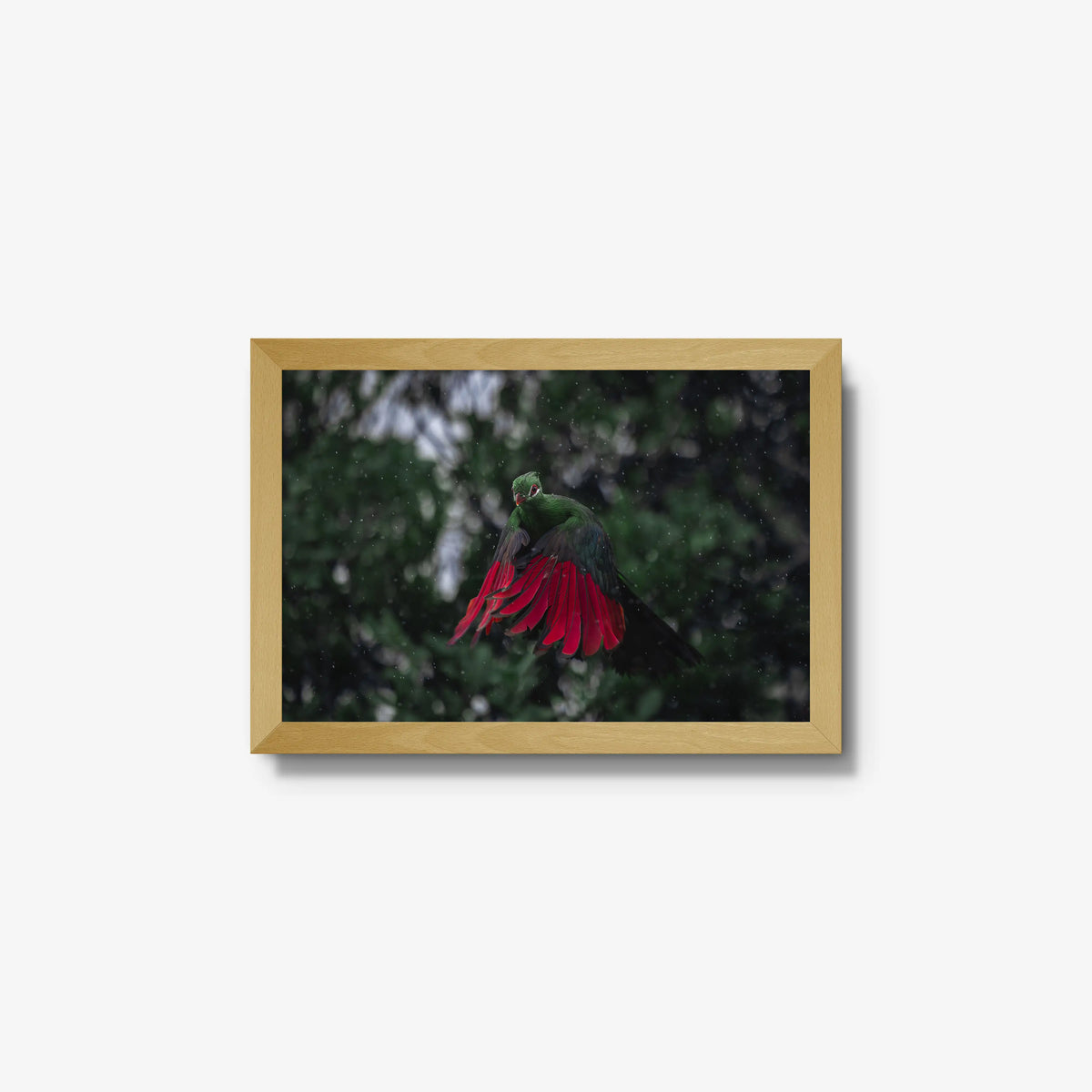 Turaco in the rain — small / natural / full