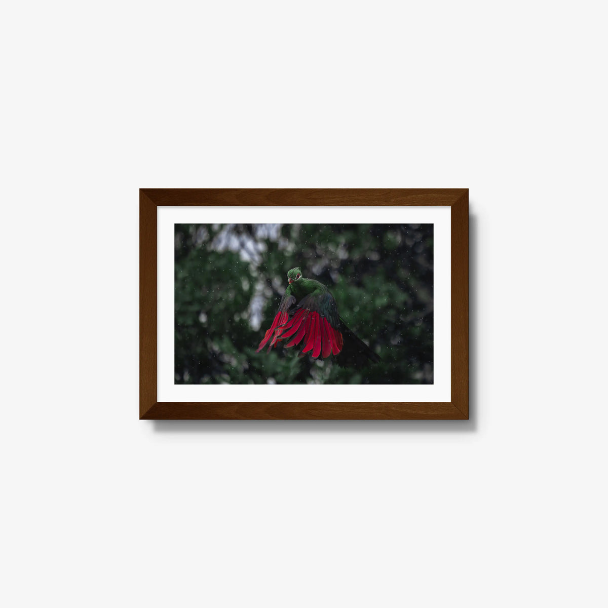 Turaco in the rain — small / brown / mat