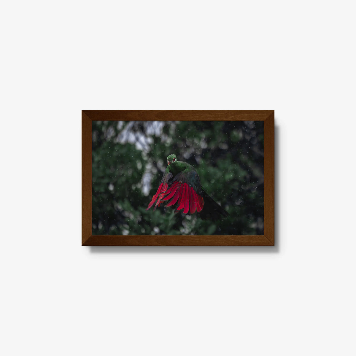 Turaco in the rain — small / brown / full