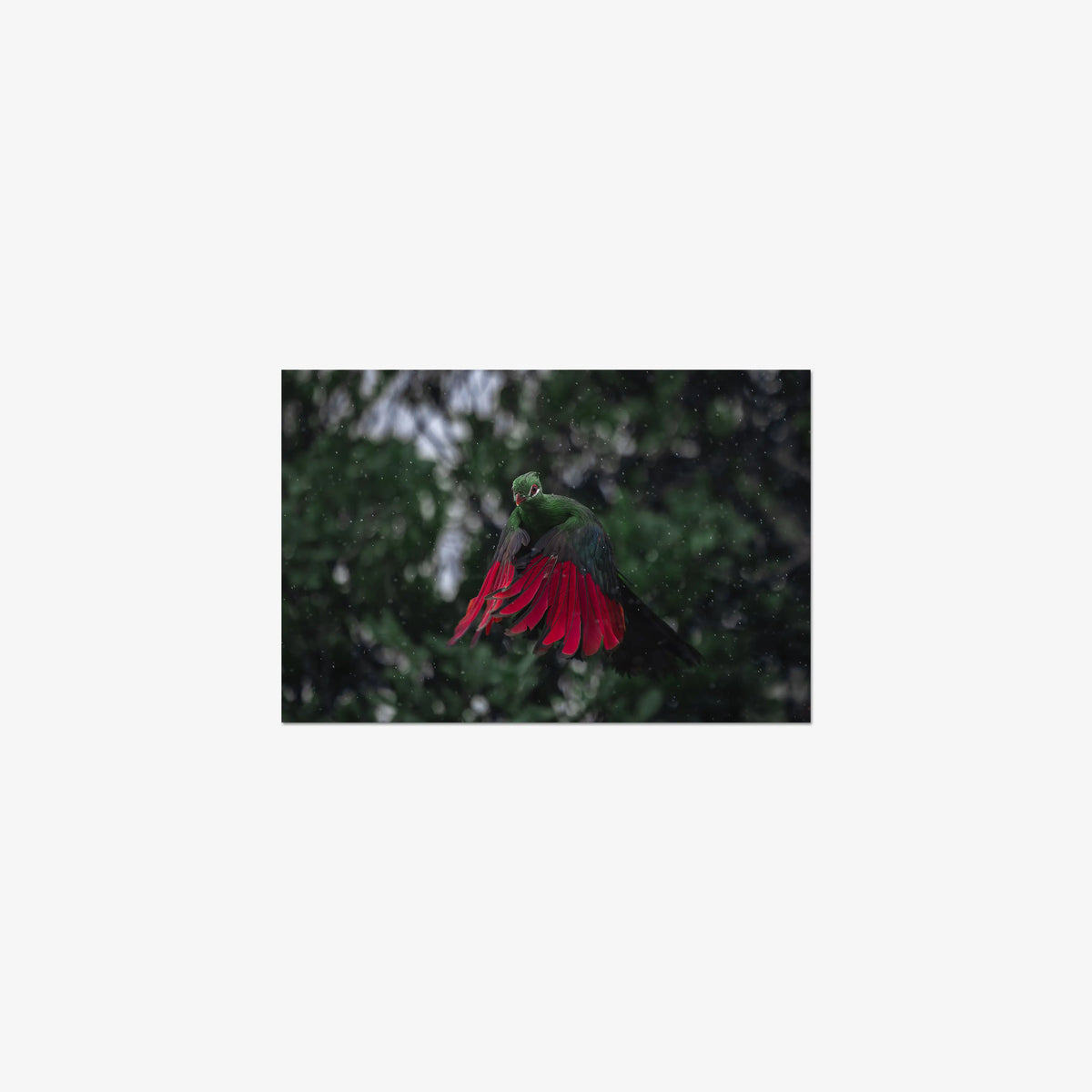 Turaco in the rain — small / print / n/a