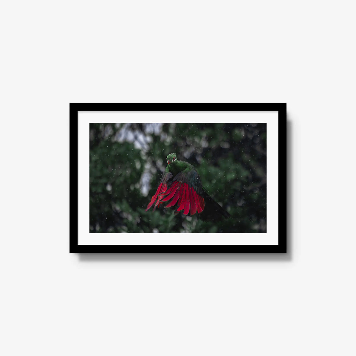 Turaco in the rain — medium / black / mat