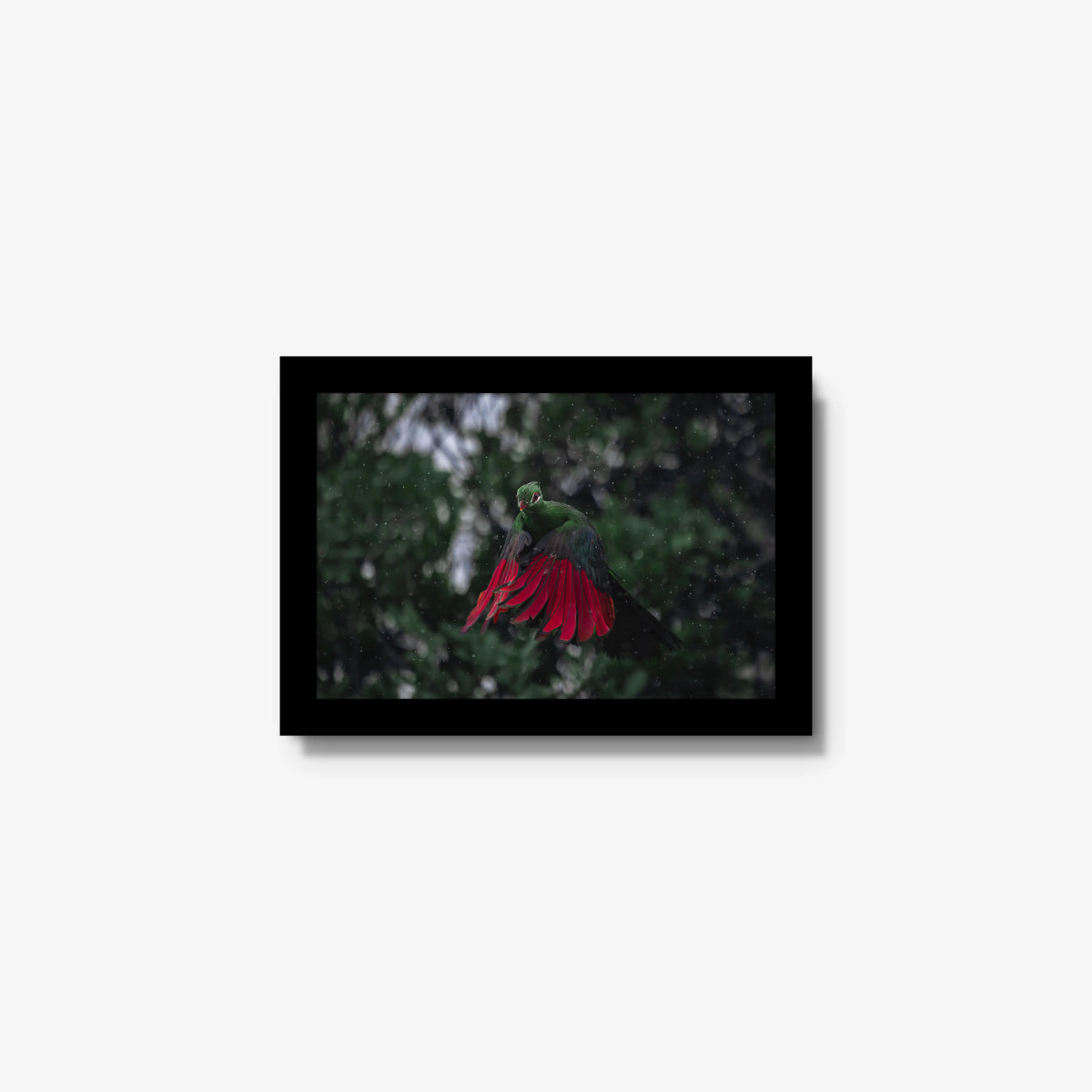Turaco in the rain — mini / black / full