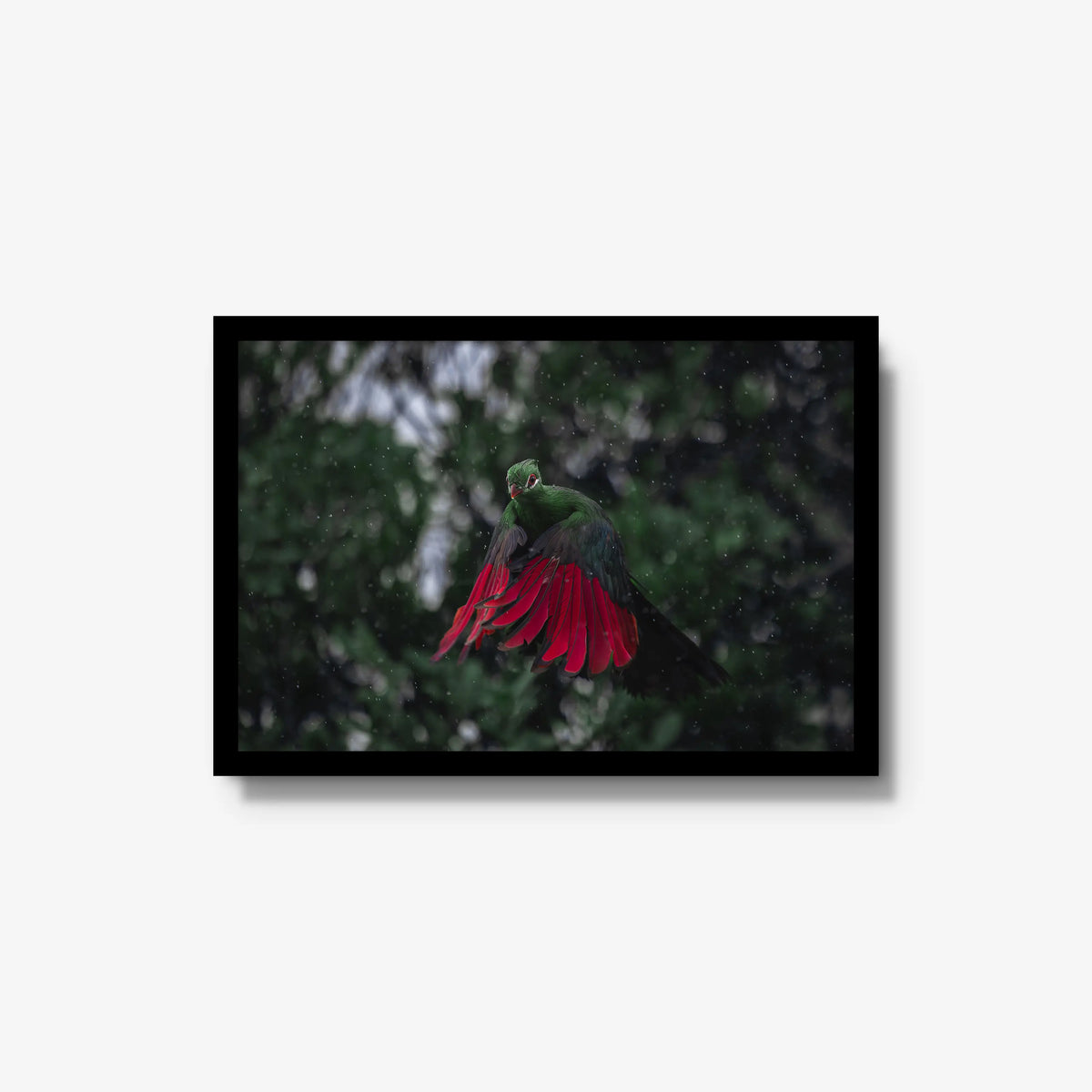 Turaco in the rain — medium / black / full