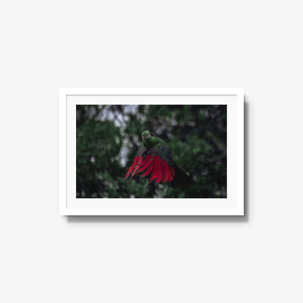 Turaco in the rain — medium / white / mat
