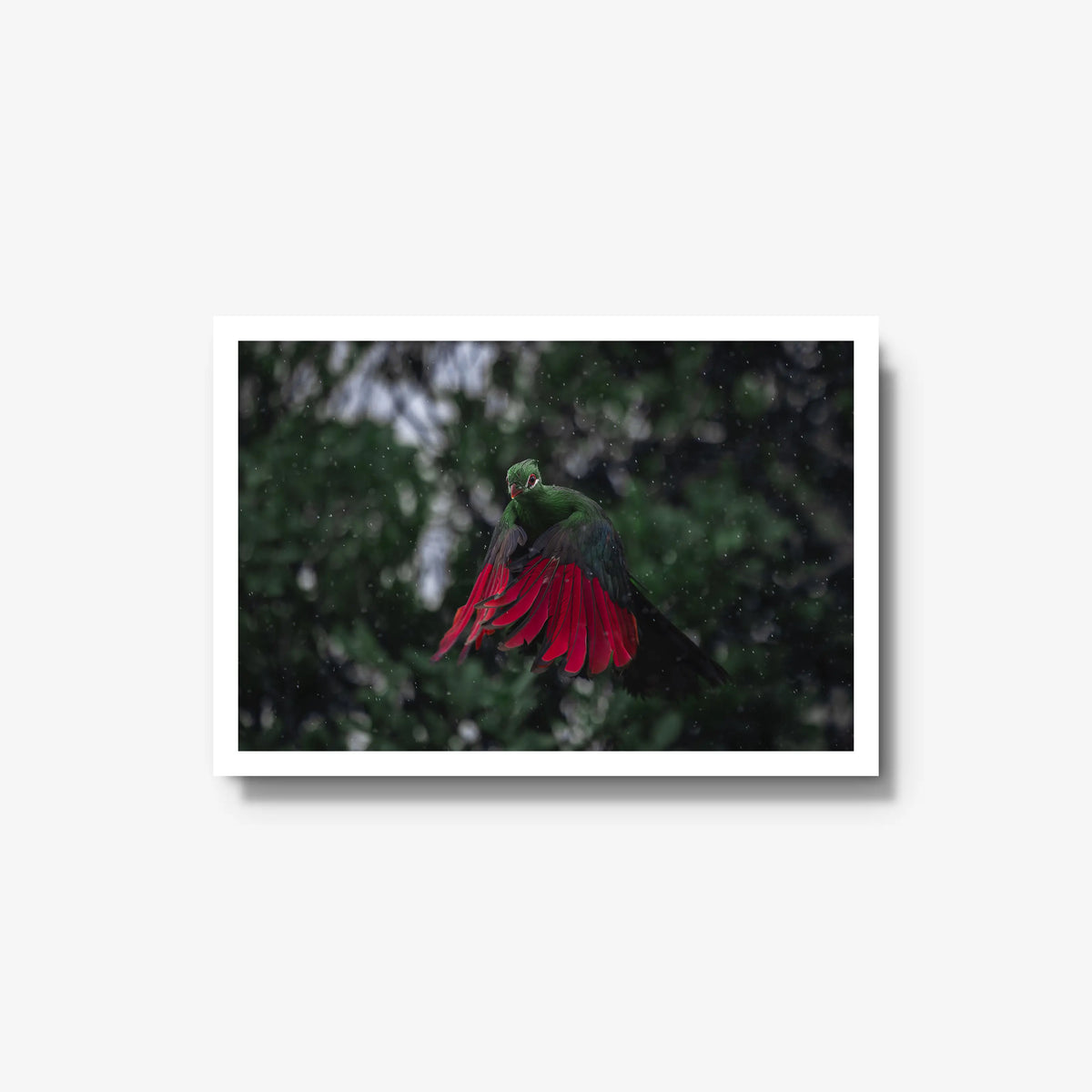 Turaco in the rain — medium / white / full
