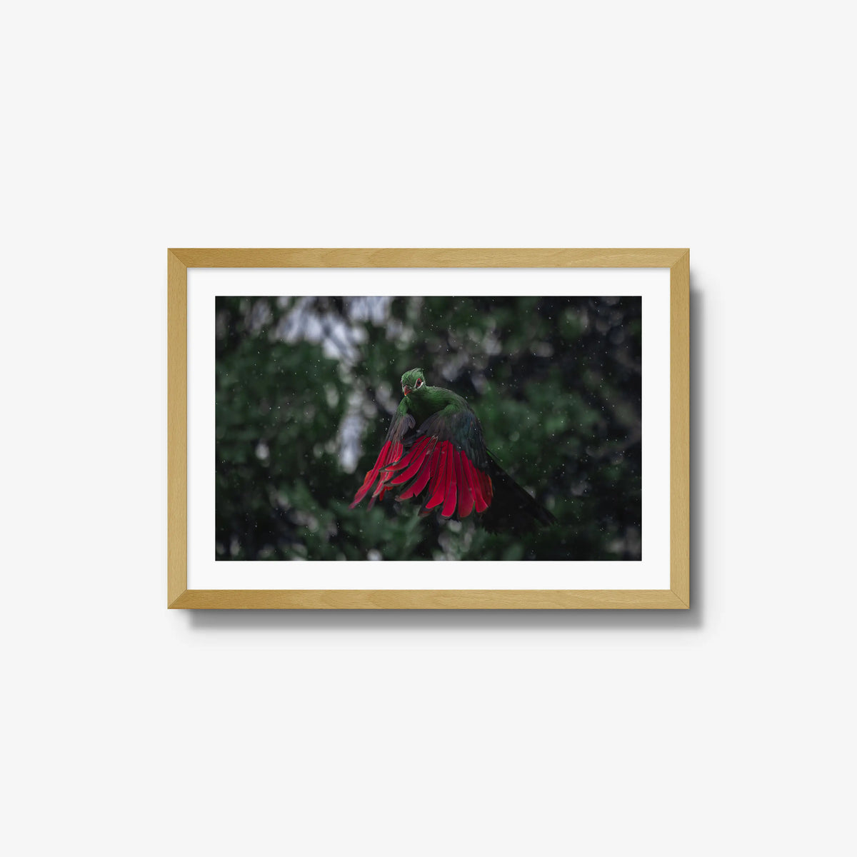 Turaco in the rain — medium / natural / mat