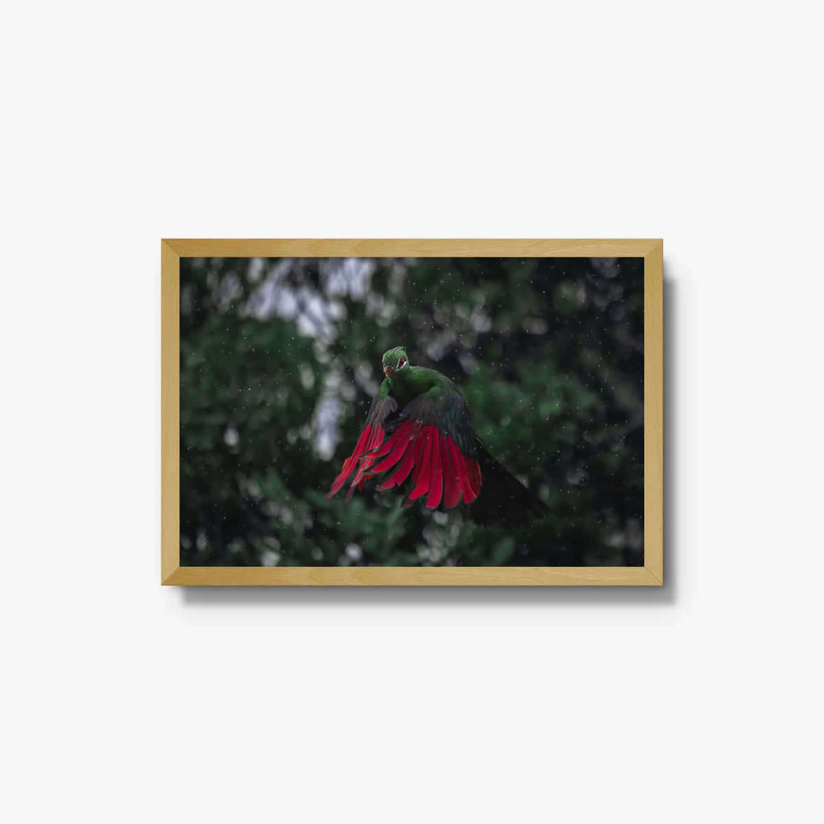 Turaco in the rain — medium / natural / full