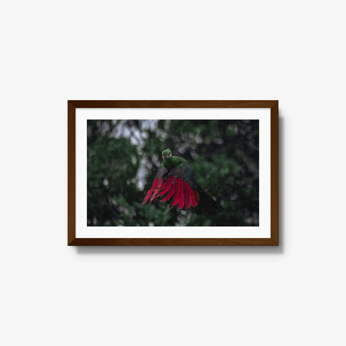 Turaco in the rain — medium / brown / mat
