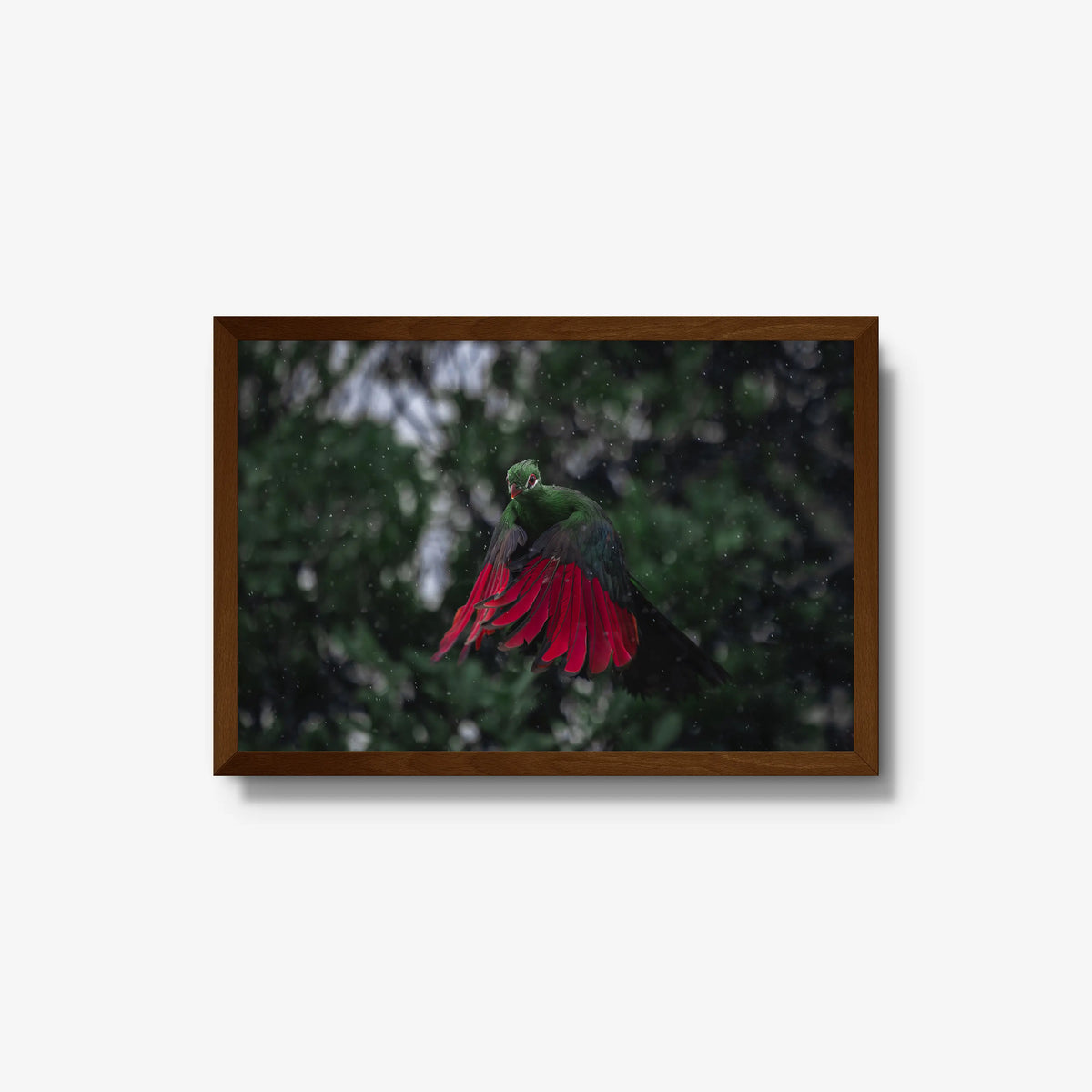 Turaco in the rain — medium / brown / full
