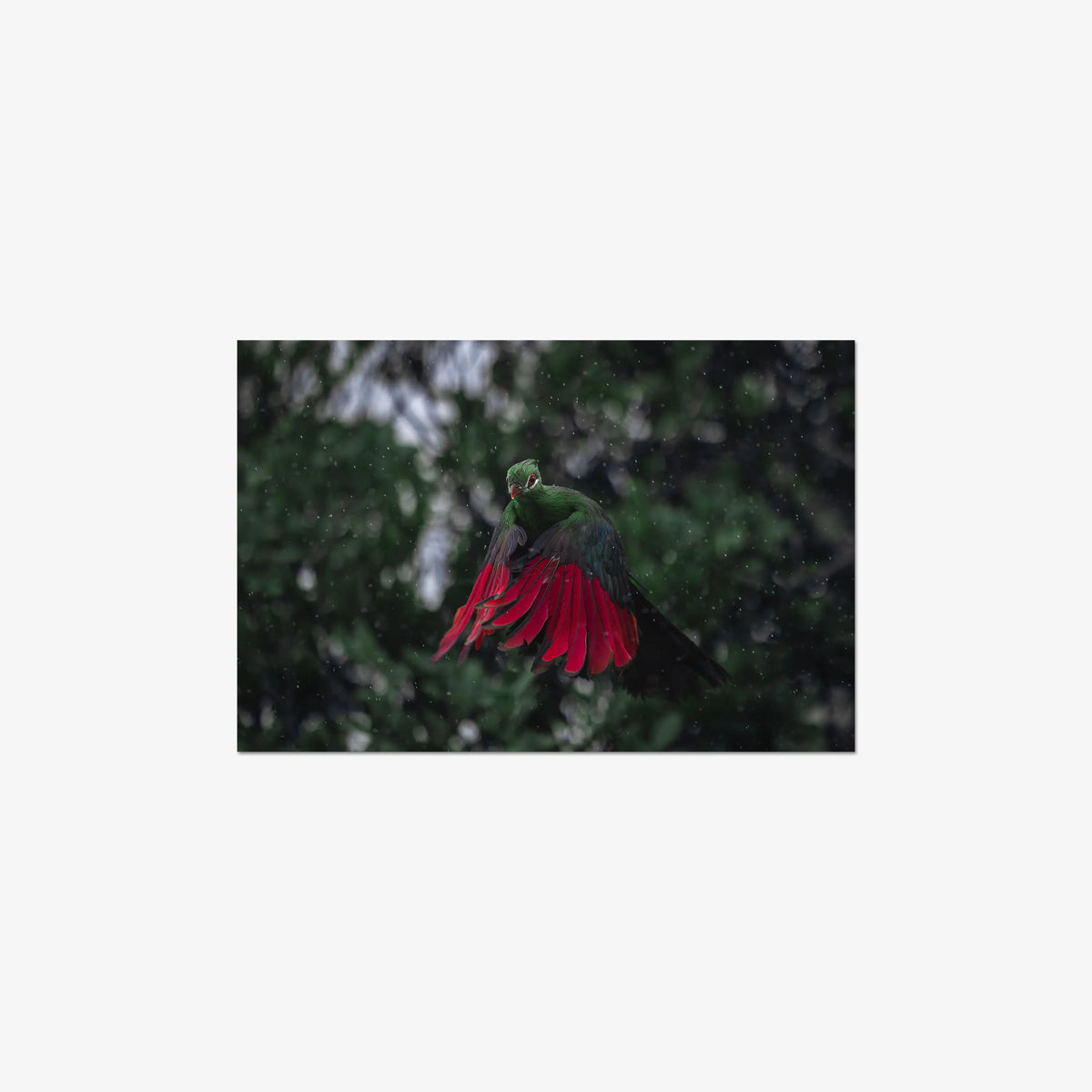 Turaco in the rain — medium / print / n/a
