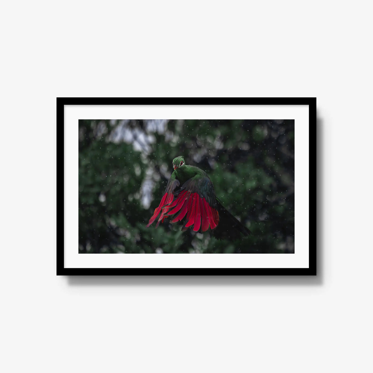 Turaco in the rain — large / black / mat
