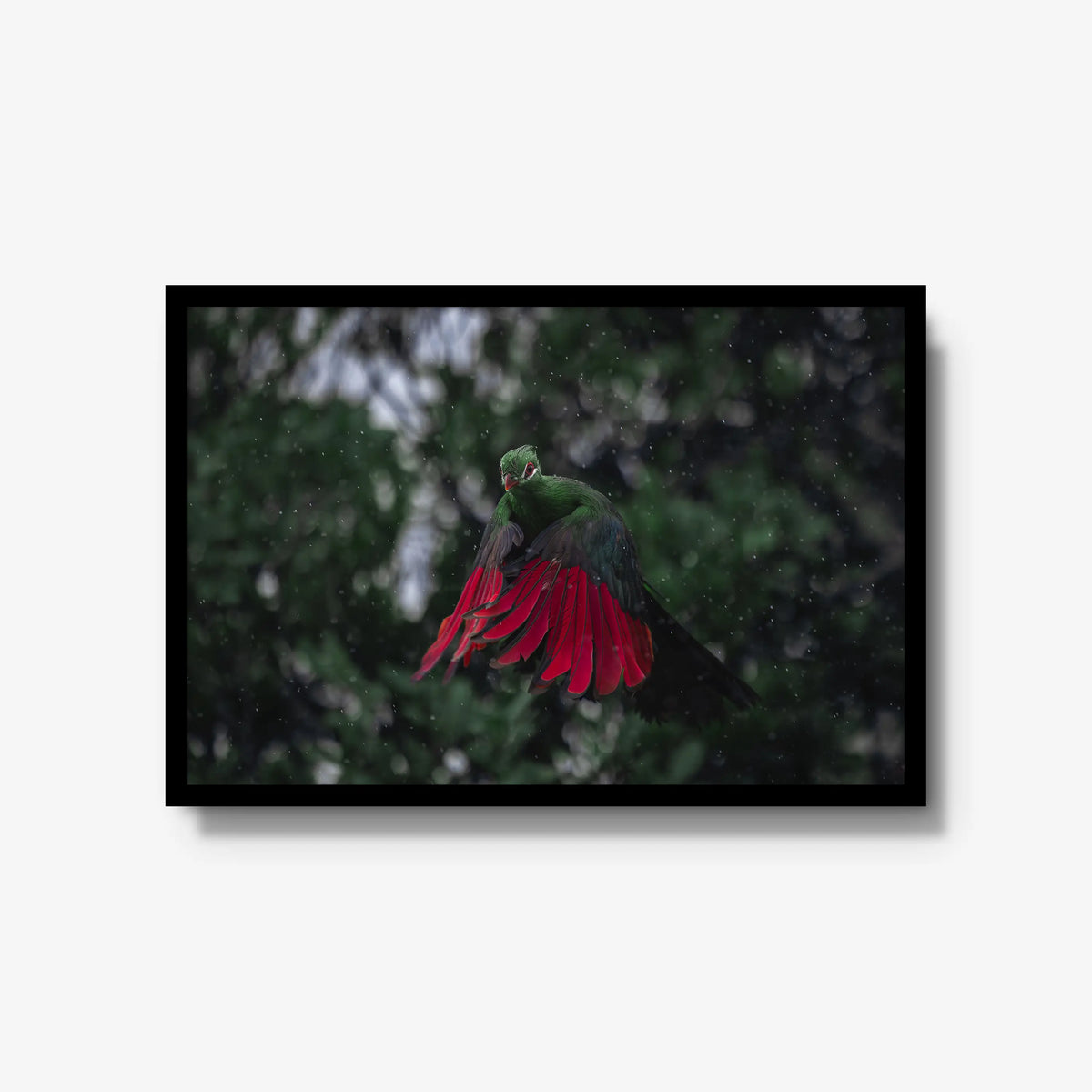 Turaco in the rain — large / black / full