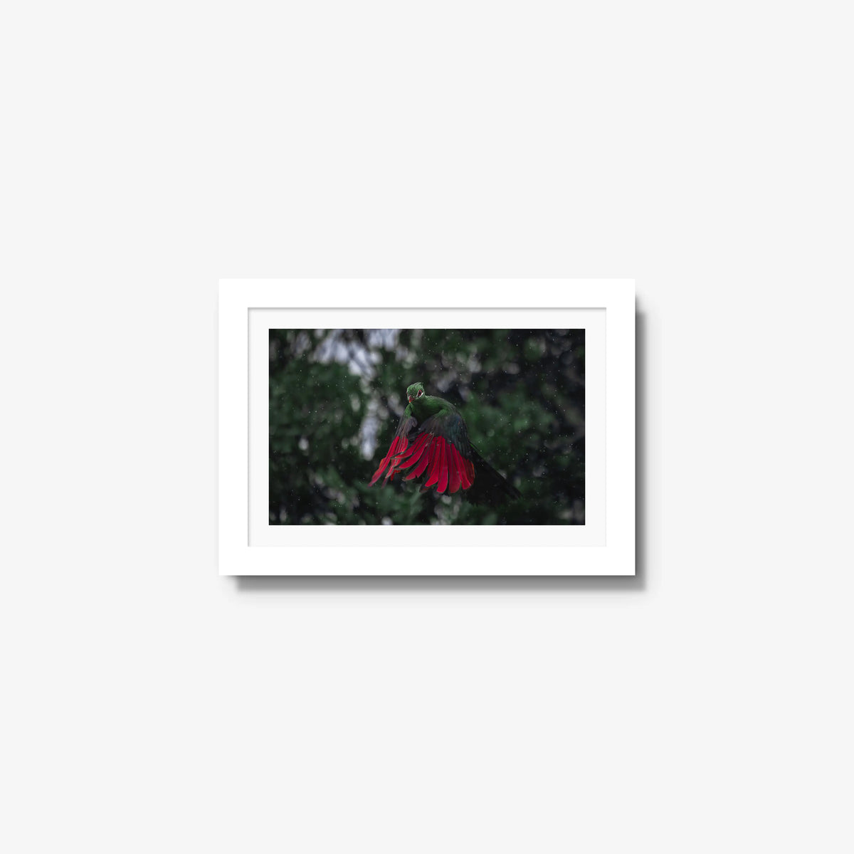 Turaco in the rain — mini / white / mat