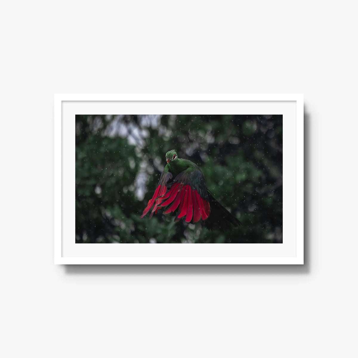 Turaco in the rain — large / white / mat
