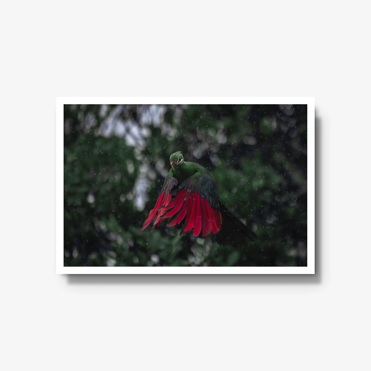 Turaco in the rain — large / white / full
