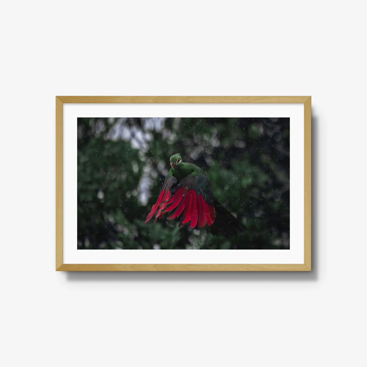 Turaco in the rain — large / natural / mat