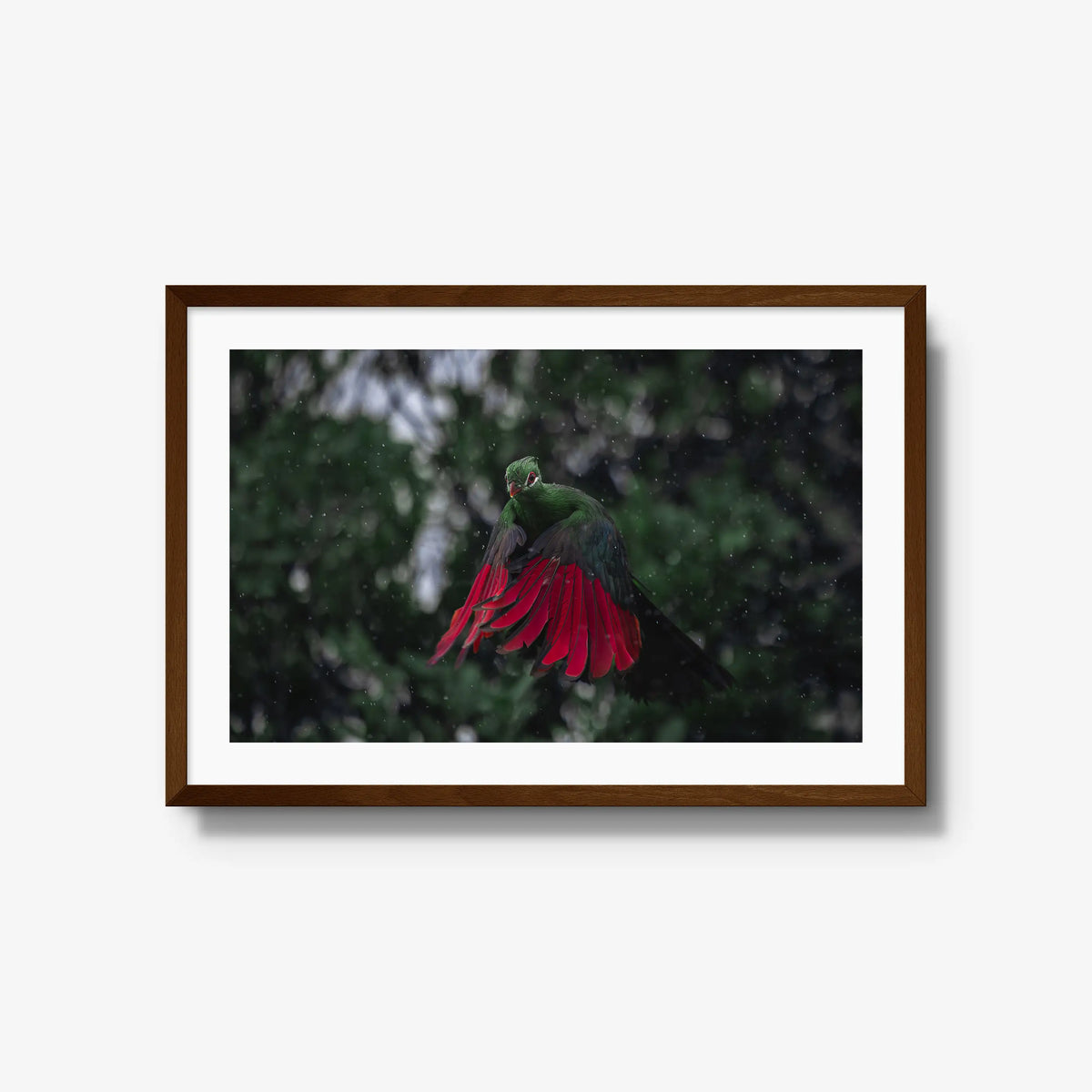 Turaco in the rain — large / brown / mat