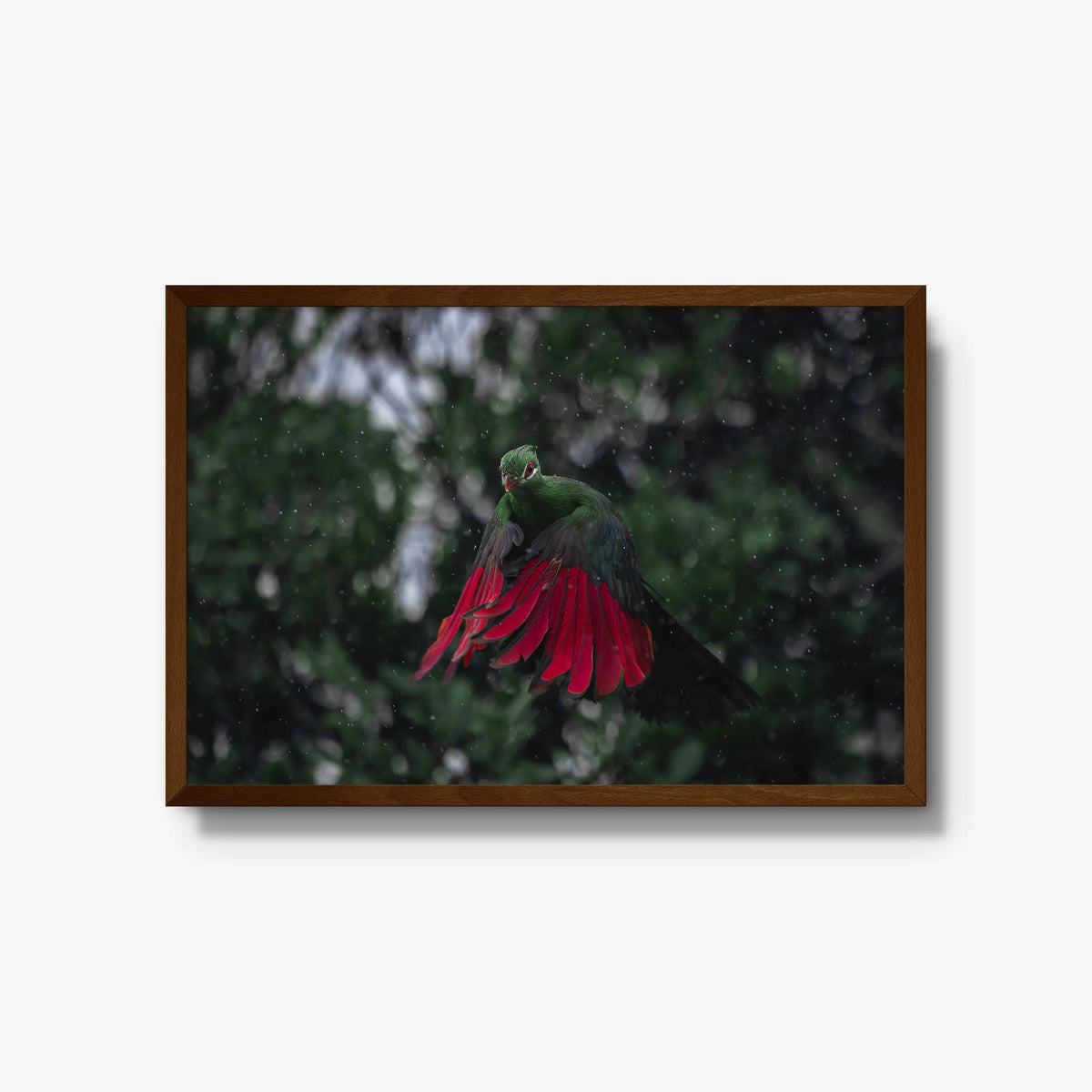 Turaco in the rain — large / brown / full
