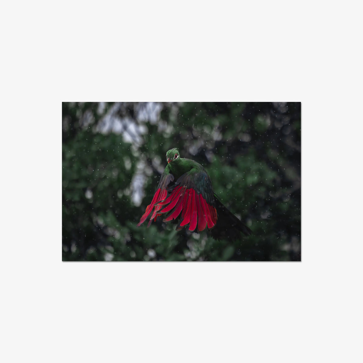 Turaco in the rain — large / print / n/a